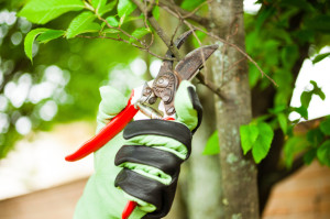 Private Residential Plant Care - Greener Horizon Landscape Management & Construction, Middleboro, MA