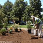 Plant Installations - Greener Horizon Landscape Management & Construction, Middleboro, MA