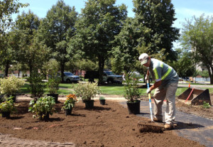 Plant Installations - Greener Horizon Landscape Management & Construction, Middleboro, MA