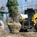 Plant Installations - Greener Horizon Landscape Management & Construction, Middleboro, MA