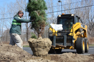 Plant Installations - Greener Horizon Landscape Management & Construction, Middleboro, MA