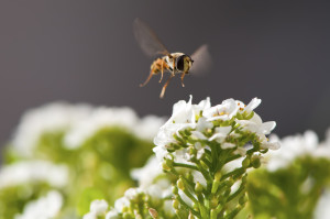 Plants that Repel Insects, Greener Horizon, Middleboro, MA