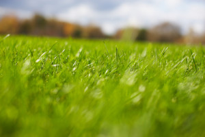 How to Get Your Grass Green, Greener Horizon, Middleboro, MA