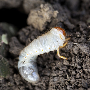 How to Get Rid of Grubs - Greener Horizon - Middleboro, MA