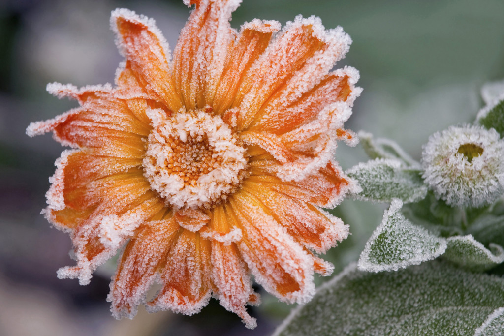 How to Protect Your Plants from Frost Damage