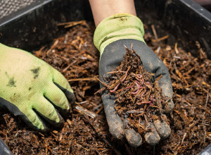 Hand with gardening glove holding brown mulch.