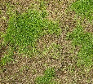 Patches of dead lawn due to lawn pests