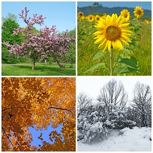 Spring, Summer, Autumn, Winter. Four Seasons.