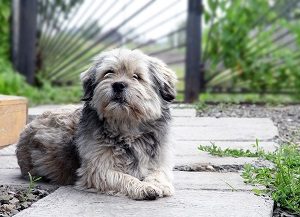 Dog in landscaped yard.