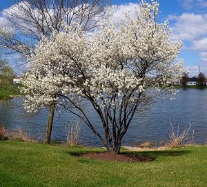 Serviceberry Bush in Bloom