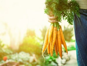 Fresh Carrots from the garden.