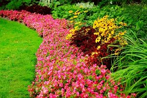 Blooming flowers garden and lawn in late summer