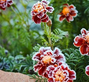 Marigold coated in frost.