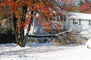 A tree damaged due to a snowstorm.