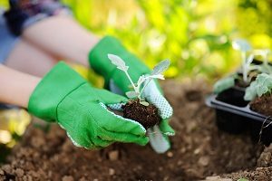 Woman Planting Seedlings In Bed In The Garden