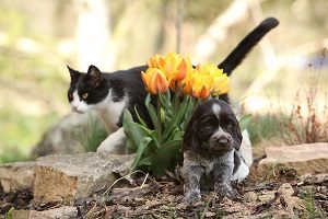 Puppy of German Quail Dog with cat in the garden.