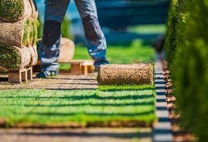 Landscaper installing new sod from rolls on a pallet.