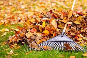 Fall Leaves With Rake.