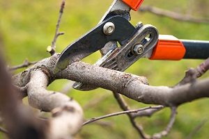 Cutting off branches for tree pruning