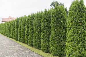 Evergreens that are acting as a privacy barrier between two homes