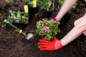 This image has an empty alt attribute; its file name is gardening.jpg